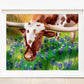 Texas longhorn cow art print