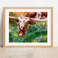 Texas longhorn cow art print